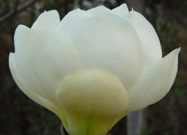 zagruzheno (1)